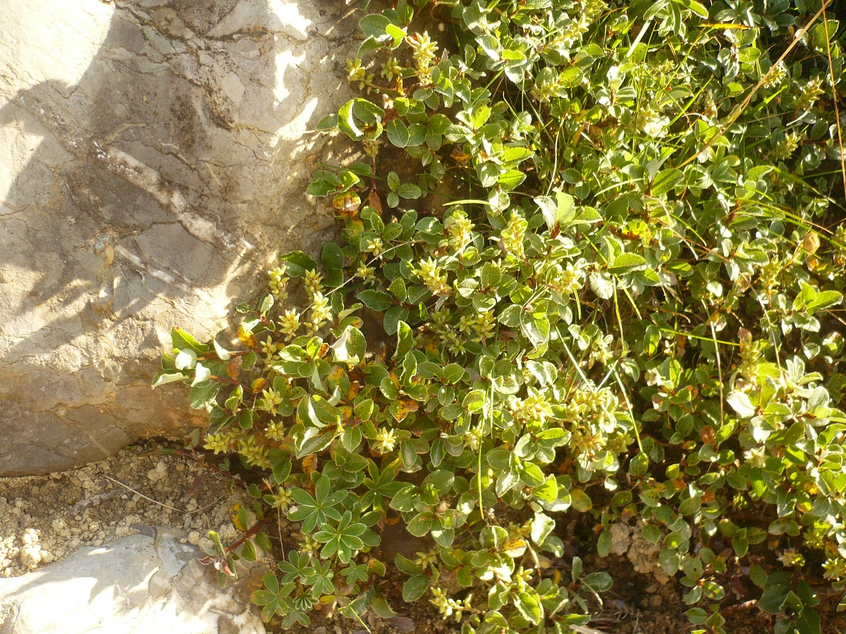 Salix pyrenaica (Salicaceae)
